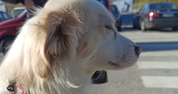 Cagnolino trovato in via Salaria per L’Aquila a Santa Rufina. Di chi è?