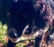 cane_artu_stefano_proietti