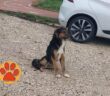 cane_ponte_di_ferro