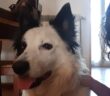 cane_roma_antonella_mazzilli