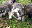 cuccioli_husky_maria_laura_sciarpelletti