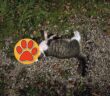 gatto_morto_vazia_masci