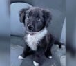 cane_Cagnolino_zorro_teramo