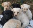 cane_cani_cuccioli_montopoli_in_sabina