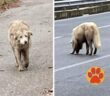 cane_cani_maremmani_san_vittorino_di_cittaducale