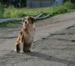 cane_contigliano