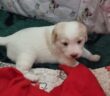 cane_cuccioli_di_cane_raffy