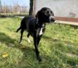 cane_enrico_Vella