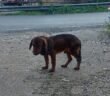 cane_marta_martolina_eleonora_serafini