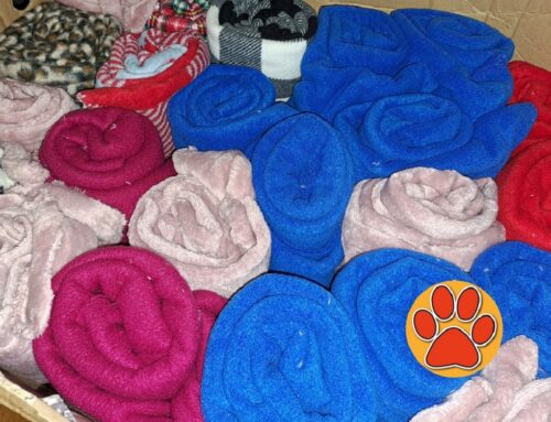 Servono coperte per cani e gatti senza famiglia. Temperature sul -2°C