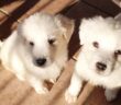 cuccioli_annamaria
