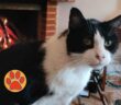 gatto_Stefania_gavioli_osteria_nuova_morot