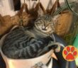 gatto_lucifer_sara_luzzi