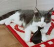 gatto_smarrito_federico_boncompagni