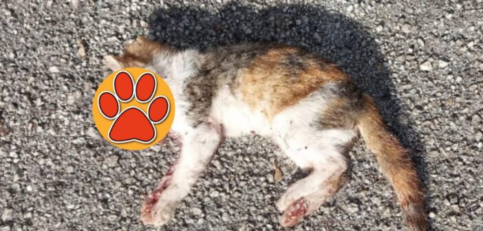 Rieti, gattino trovato morto