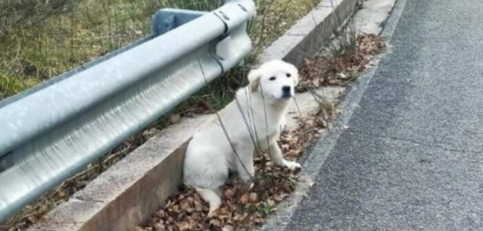 Cucciolo di cane al freddo a bordo strada. Chi lo ha perso?