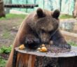 bioparco_roma_orso_e_mele