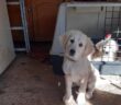 cane_Cagnolini_loredana_sofia_gennaio_2023