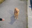cane_Cagnolino_rieti_tribunale