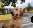 cane_anna_lina_golden_retriver