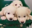 cane_cani_cuccioli_annamaria