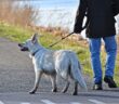cane_cani_rubato_indicazioni_aiuto_OIPA