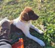 cane_cucciola_casperia_p&f