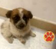 cane_cucciolo_frasso_sabino