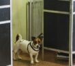 cane_elezioni_regionali