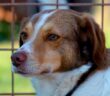 cane_lallo_Cagnolino_rifugio_di_fiocco