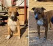 cane_latina_cuccioli_amstaff_anna_linda