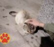 gatto_monia_borgo_rieti_ferito_muso