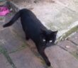 gatto_nerino_loredana_miarelli