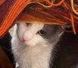 gatto_tiziana