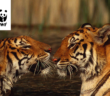 tigri_wwf