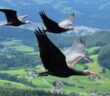 Ibis_eremita