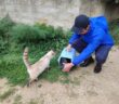 Oipa_Trapani_gatti_Sterilizzati