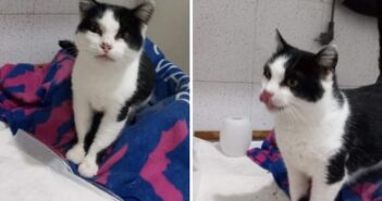 Dolly, trovata incinta e debilitata. Ha perso i cuccioli. Ora sogna un’adozione