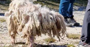 Quel che resta di un cane. Serve aiuto