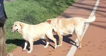 Due Labrador a Chiesa Nuova, di chi sono? La femmina zoppica