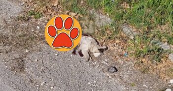 Gatto morto investito zona Nucleo Industriale di Cittaducale (Lazio)