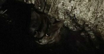 Il gatto simil Certosino salvato sulla Ternana ha una zampa rotta