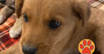 Cuccioli trovati in un burrone. Salvati. Hanno bisogno di famiglie