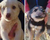 Le ultime due cucciole a dover trovare casa