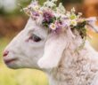agnello_primavera_oipa_senza_scritte