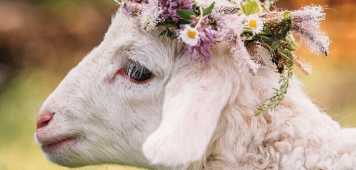 Campagna OIPA “Se non mangi l’agnello la Pasqua è sempre la stessa”