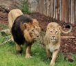 bioparco_roma_la_coppia_leoni