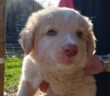 cane_CAgnolino_maria_laura_Sciarpelletti