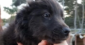 Wolly, un cagnolino sorridente in cerca di adozione