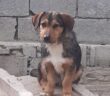 cane_cagnolina_principessa